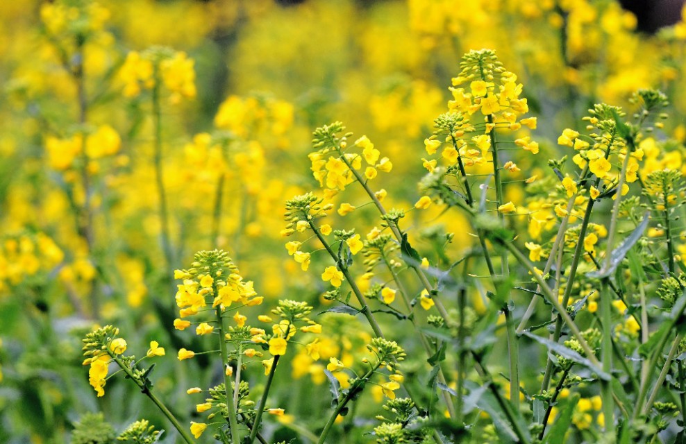 春雨江苏东台,春雨江苏无锡