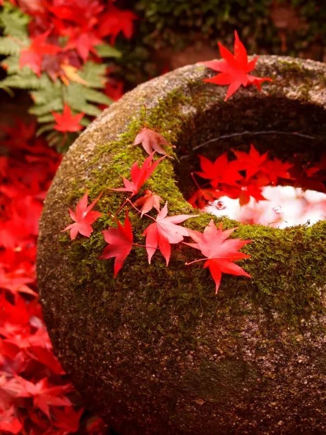 红叶诗词100首,32首唯美红叶诗词静赏绚烂秋日