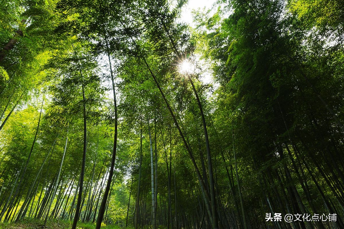 绔瑰瓙鐨勫拸鐗╄瘲,鍏充簬绔瑰瓙鐨勫拸鐗╄瘲