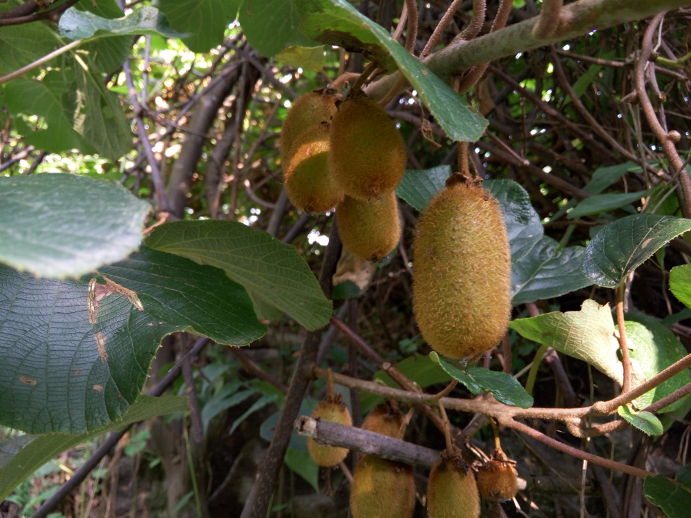 野蜂的口粮极为珍稀,一年等一次,再危险我们也要去“盗”一些!