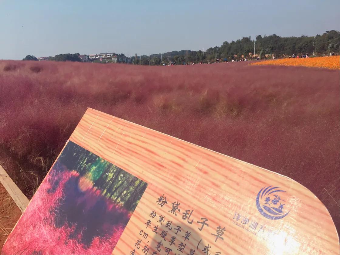 洋沙湖二日游必去景点,洋沙湖旅游在哪里