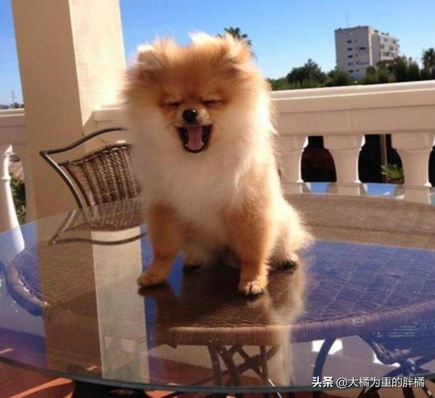 博美为什么不听主人话就叫,博美各种行为代表什么