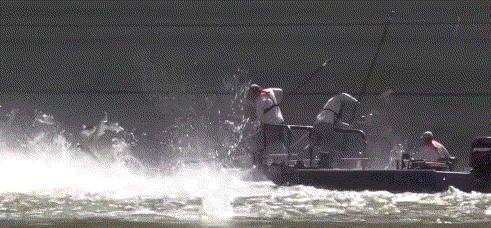 46厘米!18条金鱼引发美国人担忧,会像亚洲鲤鱼一样泛滥吗?