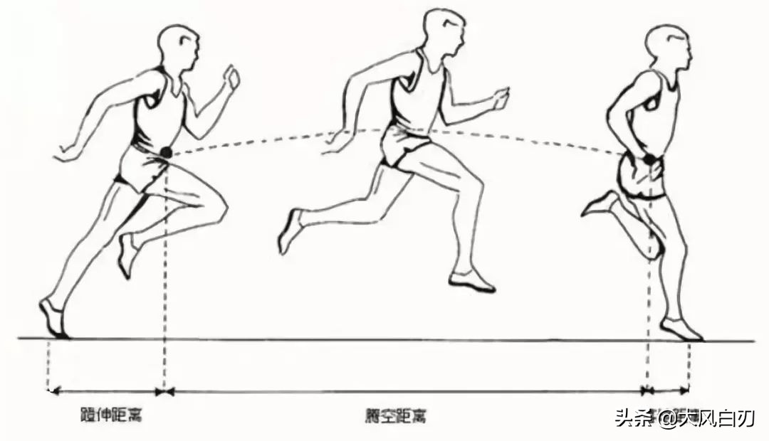 小短腿跑不快,小短腿为什么跑那么快