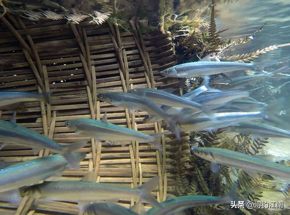 天热钓白条,天热白条上浮怎么钓