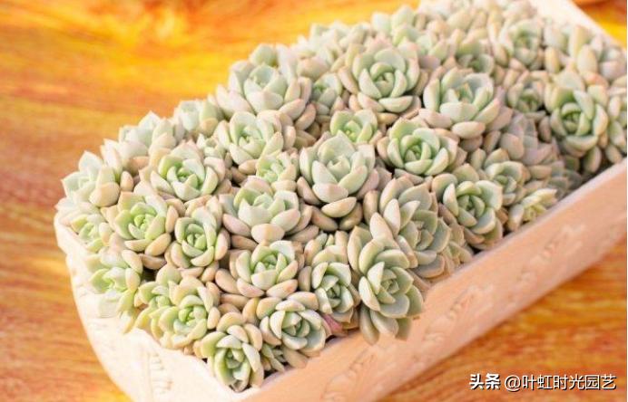 多肉老桩大科普，贱卖老桩可以买？性价比大揭秘！