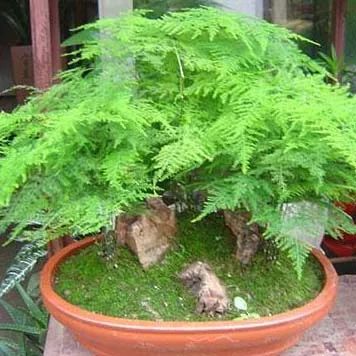 全部金木水火土五行五系植物介绍,五种植物代表五行