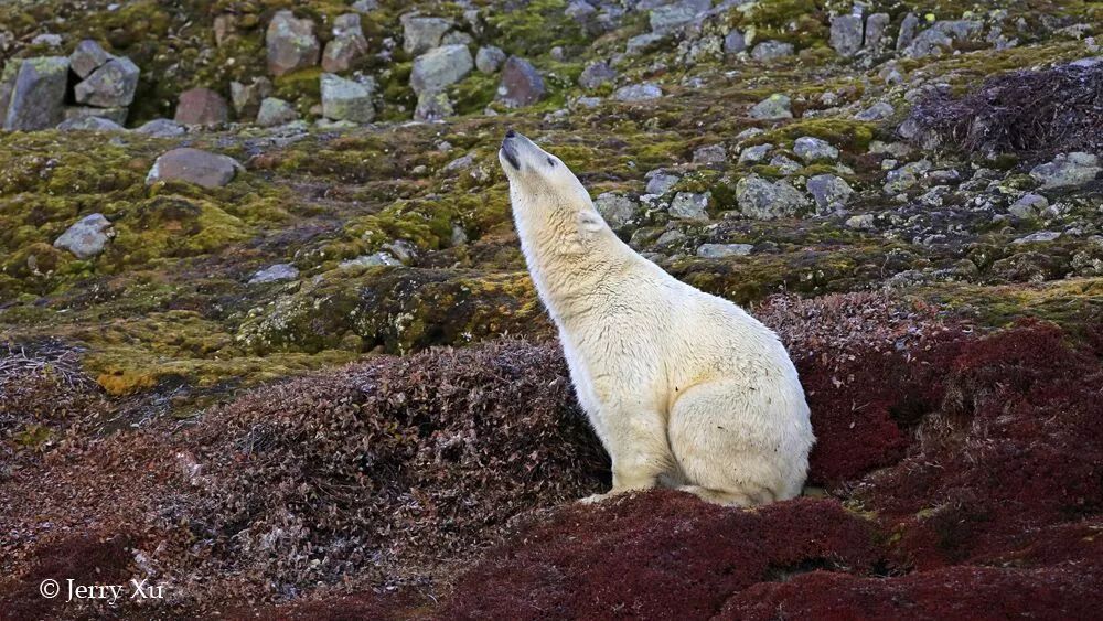 格陵兰的东海岸居然那么绚丽多彩,难怪特朗普想要买下来