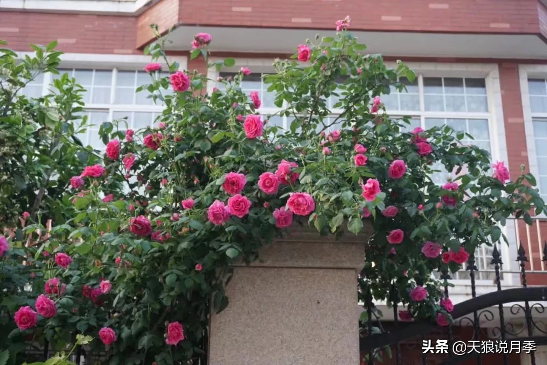 不用再羡慕别人家的院子,庭院养护全攻略