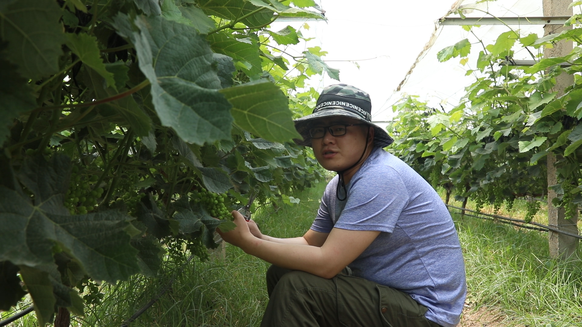 葡萄种植简单却又不简单?葡萄成熟之际的两项三注意,一定做好