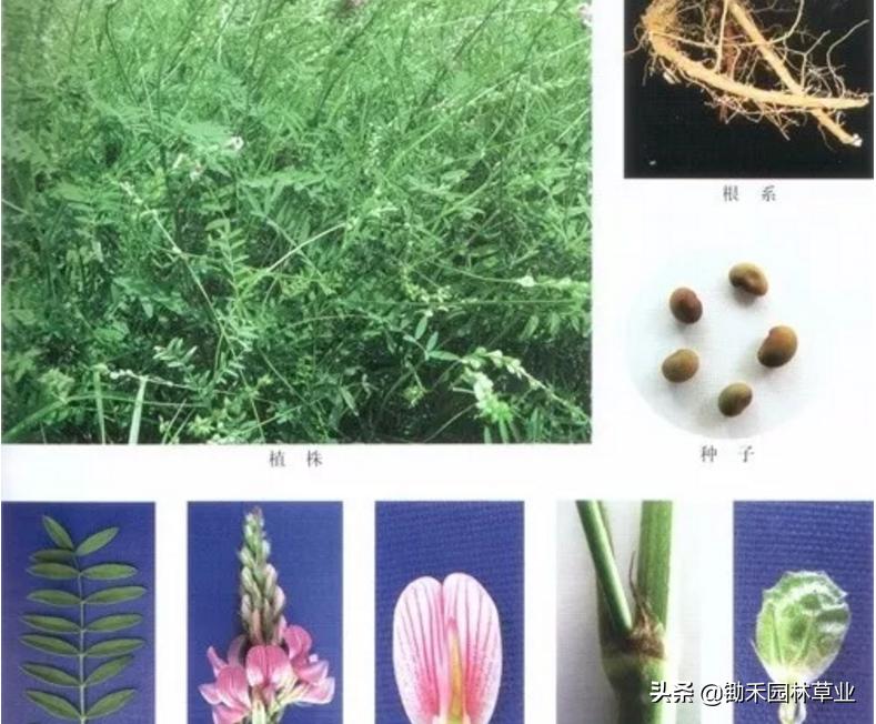 适合盐碱地的植物有哪些,绿化草耐旱品种