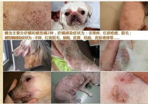 狗狗体内外寄生虫有哪些?看完这篇再也不用为这事儿发愁了