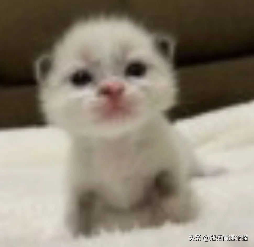 虐猫后良心发现加价“*养送**”？在日本领养流浪猫没你想的那么美好