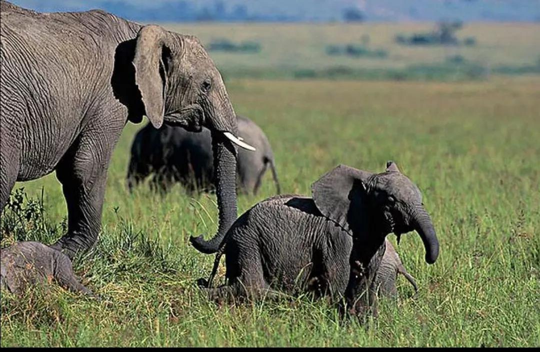马赛马拉草原旅游攻略,马赛马拉草原上的草种类