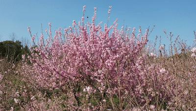 好嗨“游”（11）|这一片早樱还不去赏，错过又得等一年