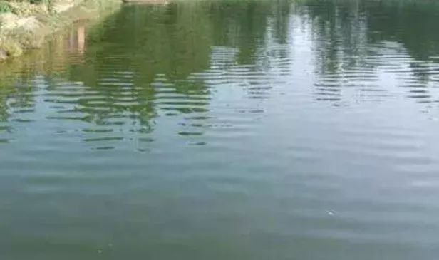 养殖水体中常见藻类有哪些,养殖中哪些藻类是有益的