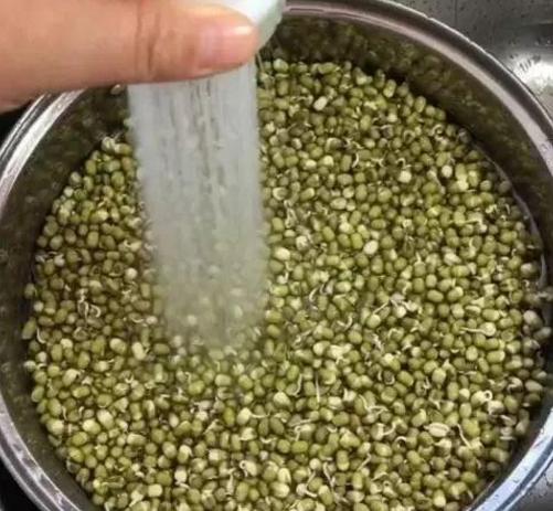 豆芽泡发方法,豆芽泡发的过程
