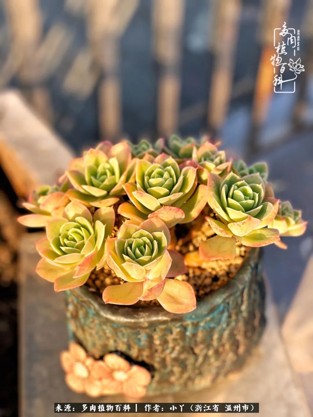 祖上无院家里无矿,一腔浪漫情怀付诸楼顶造花