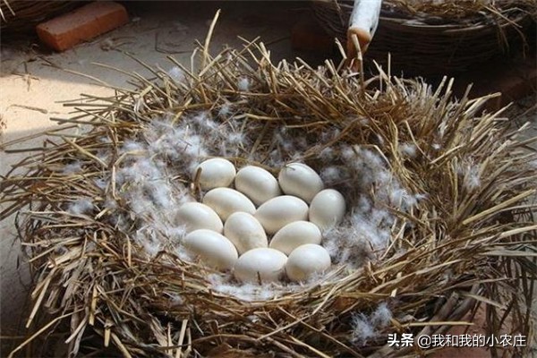 小鹅如何养殖成活率高,怎样用自家的鹅孵化小鹅苗最好