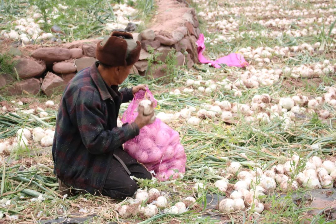 黄皮洋葱批发,黄皮洋葱今日报价