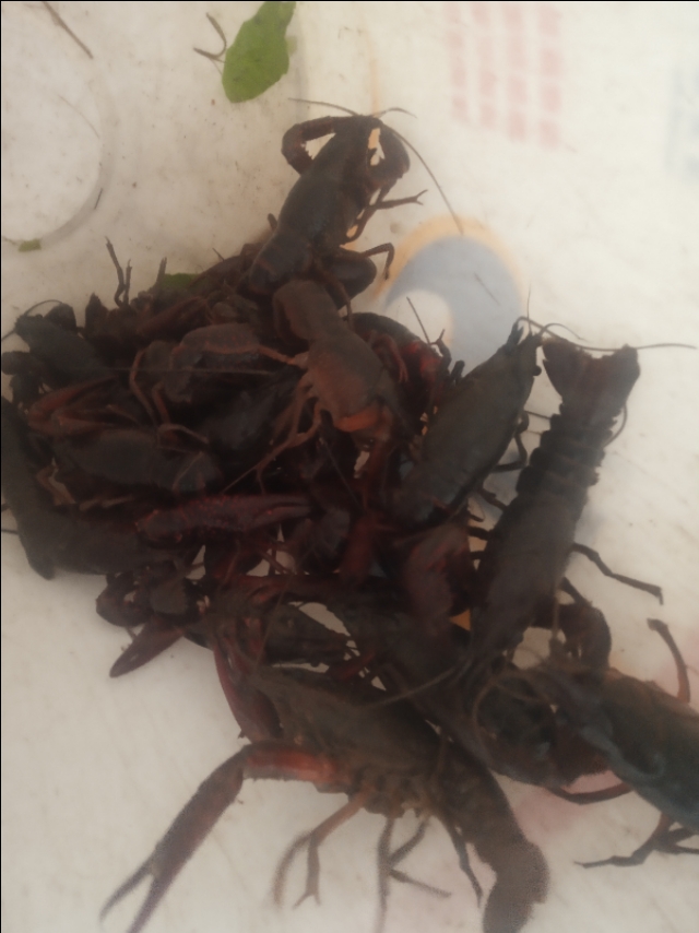 小龙虾早晚不爬草上是好还是不好,小龙虾为什么频繁死亡