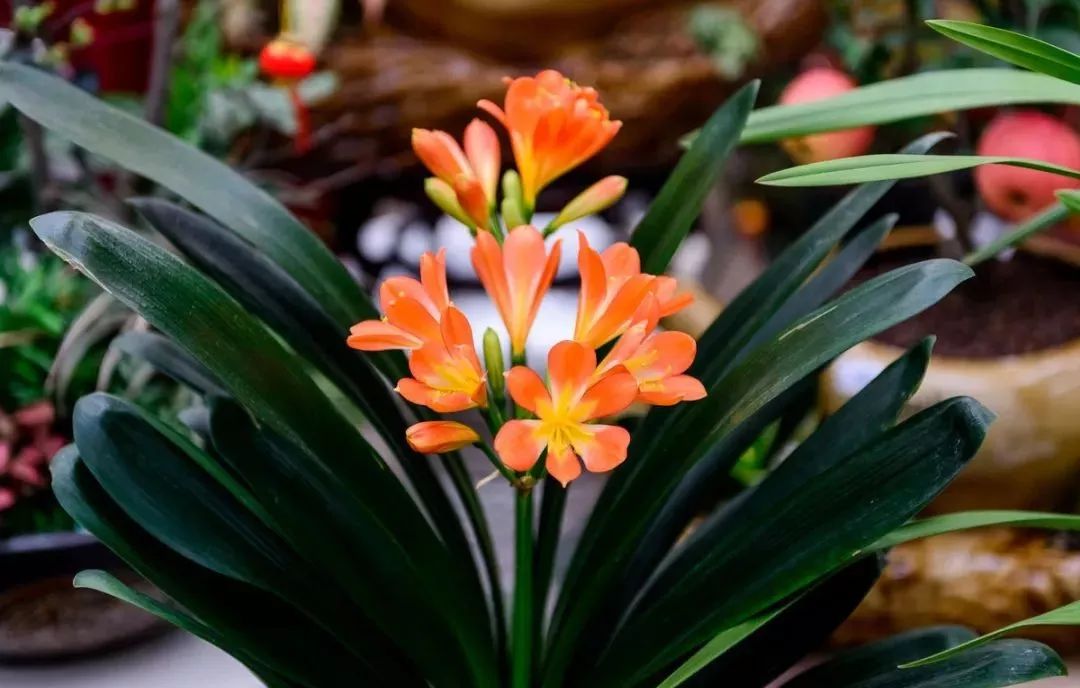 吸油烟和甲醛的植物,住新房有什么植物能去甲醛