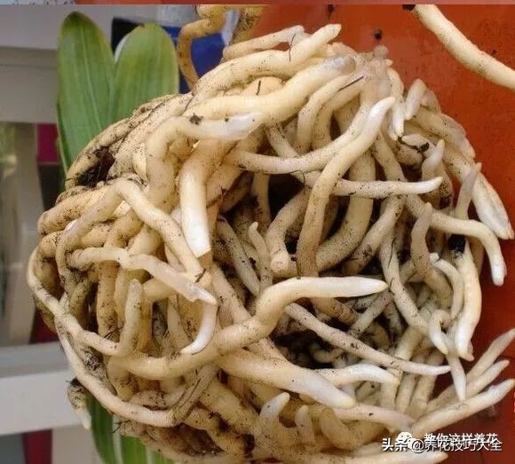 君子兰小白虫用什么家庭药处理,养了20多年的君子兰烂心了