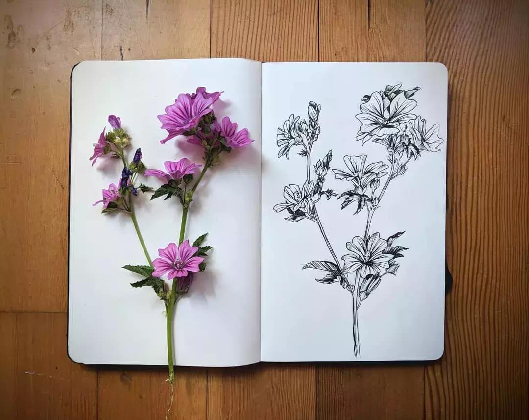 高级线描画花卉大全,花卉线描100种