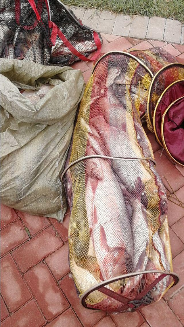 初春钓鲢鳙的4个诀窍,10月钓鲢鳙的方法和技巧