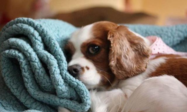 泰迪狗狗生病的各种症状以及疗法,狗狗生病四肢无力站不稳什么原因