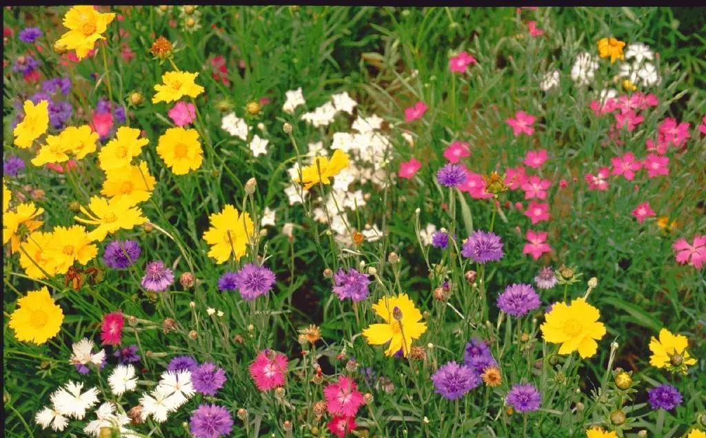 全部的成语收藏起来回家教给孩子,如何和孩子一起积累成语