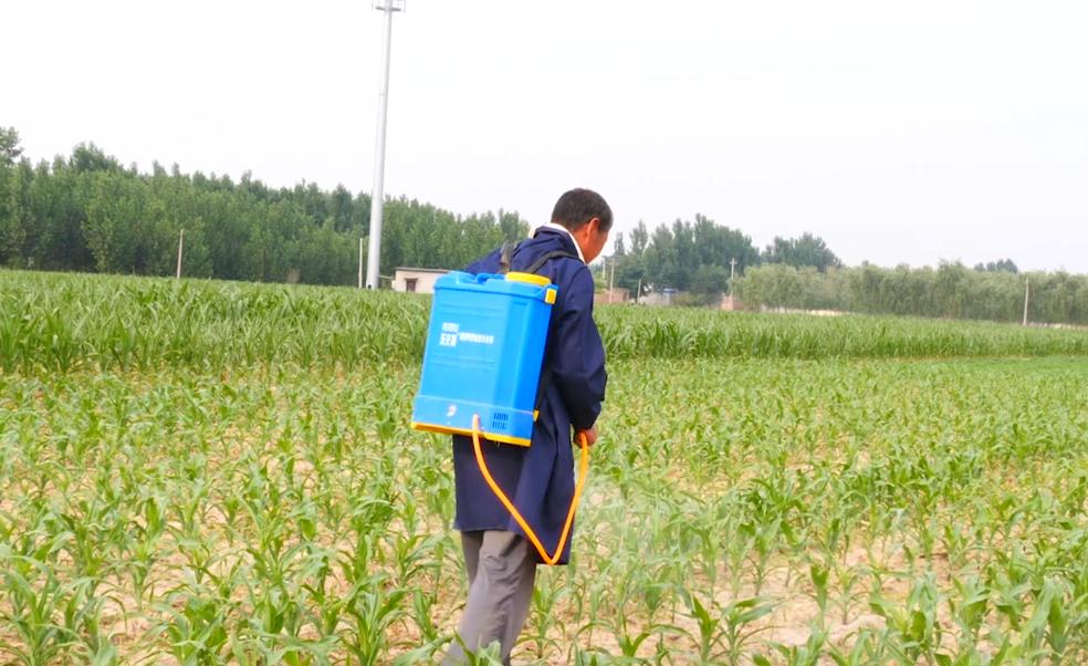 玉米高产控旺的最佳时间,打玉米控旺药上午打还是下午打好