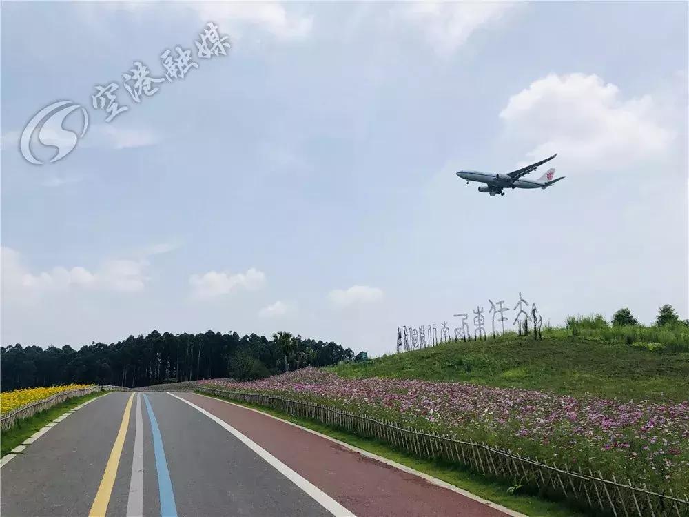 双流空港花田最新进展,双流空港花田开放了吗最新回复