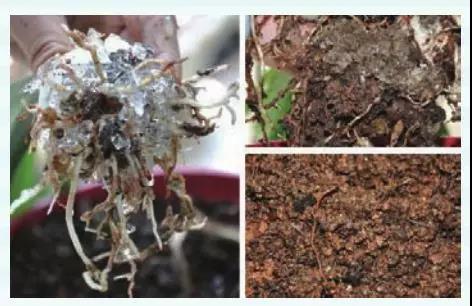 冰雪奇缘同款雪人,冰雪奇缘的雪宝照片