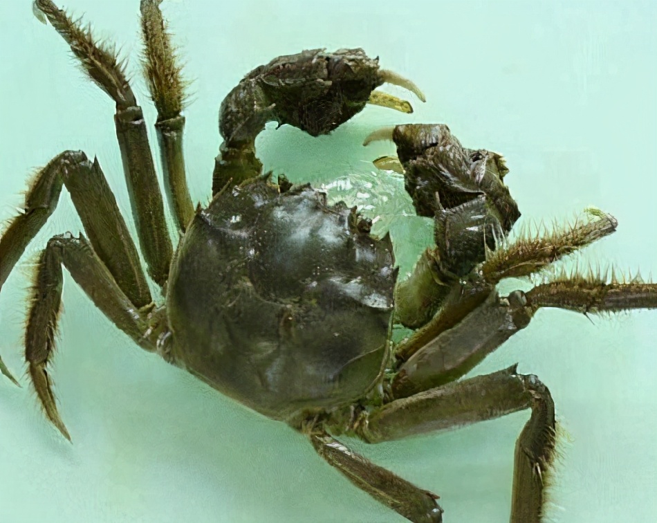 河蟹黑鳃病治疗,河蟹病的原因及治疗方法