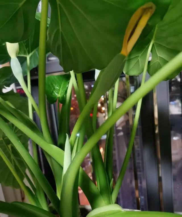 养花除甲醛最快的方法,屋内养花能吸甲醛吗