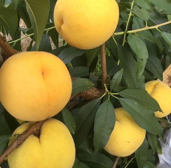 三伏天来了哪三种水果不能吃呢,三伏天当季水果有哪些