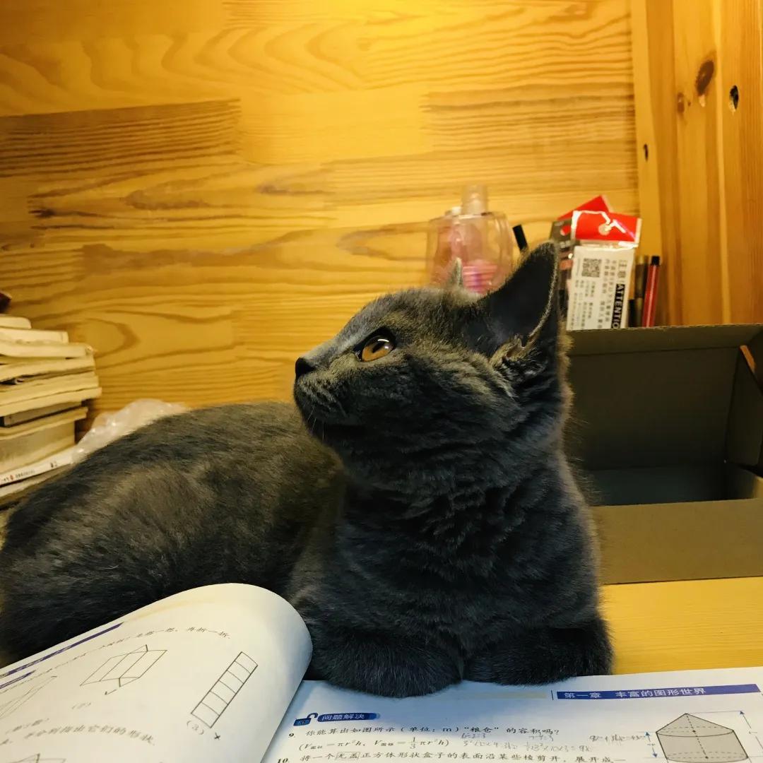 和宠物交流说什么,宠物谈恋爱怎么回事