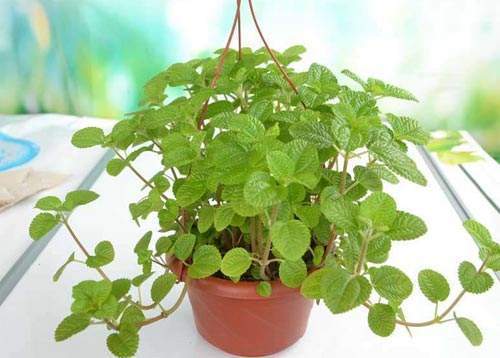 薄荷盆栽修剪下来的叶片怎么处理,薄荷徒长的原因及解决方法