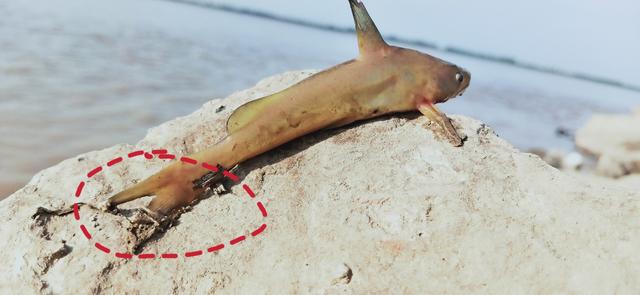 邕江野钓牛尾巴鱼,黄河半碗水半碗沙