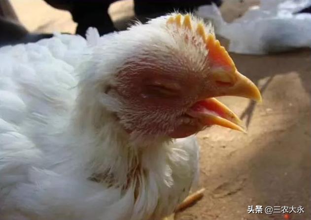 禽支气管堵塞怎么治疗,哪几种中药治禽咳嗽喘气