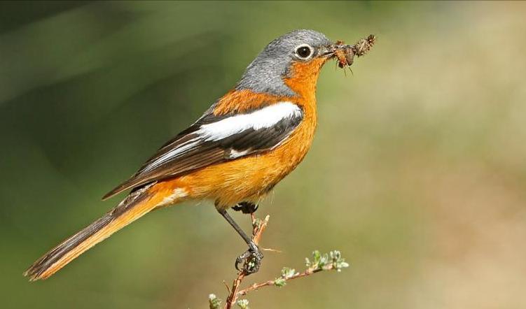 东江揽胜,惠州淡水常见鸟类图谱