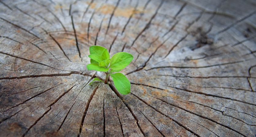春暖花开来农村踏青,春暖花开亲近大自然来一场野炊