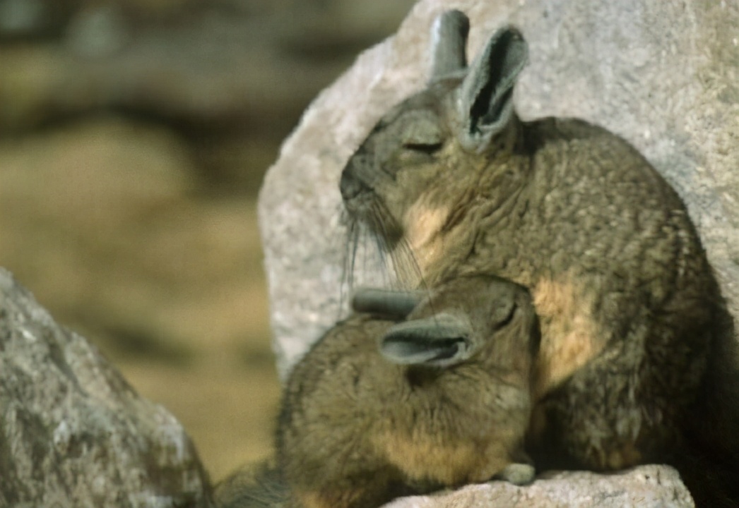 龙猫的亲人视频,龙猫的亲戚