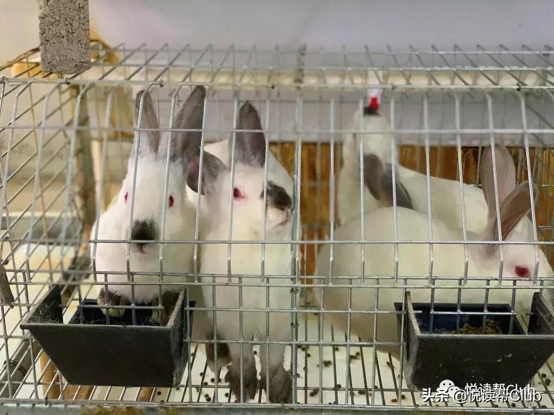 连成都人都赞不绝口的兔头空降安顺!这些兔兔还是安顺人自家养的