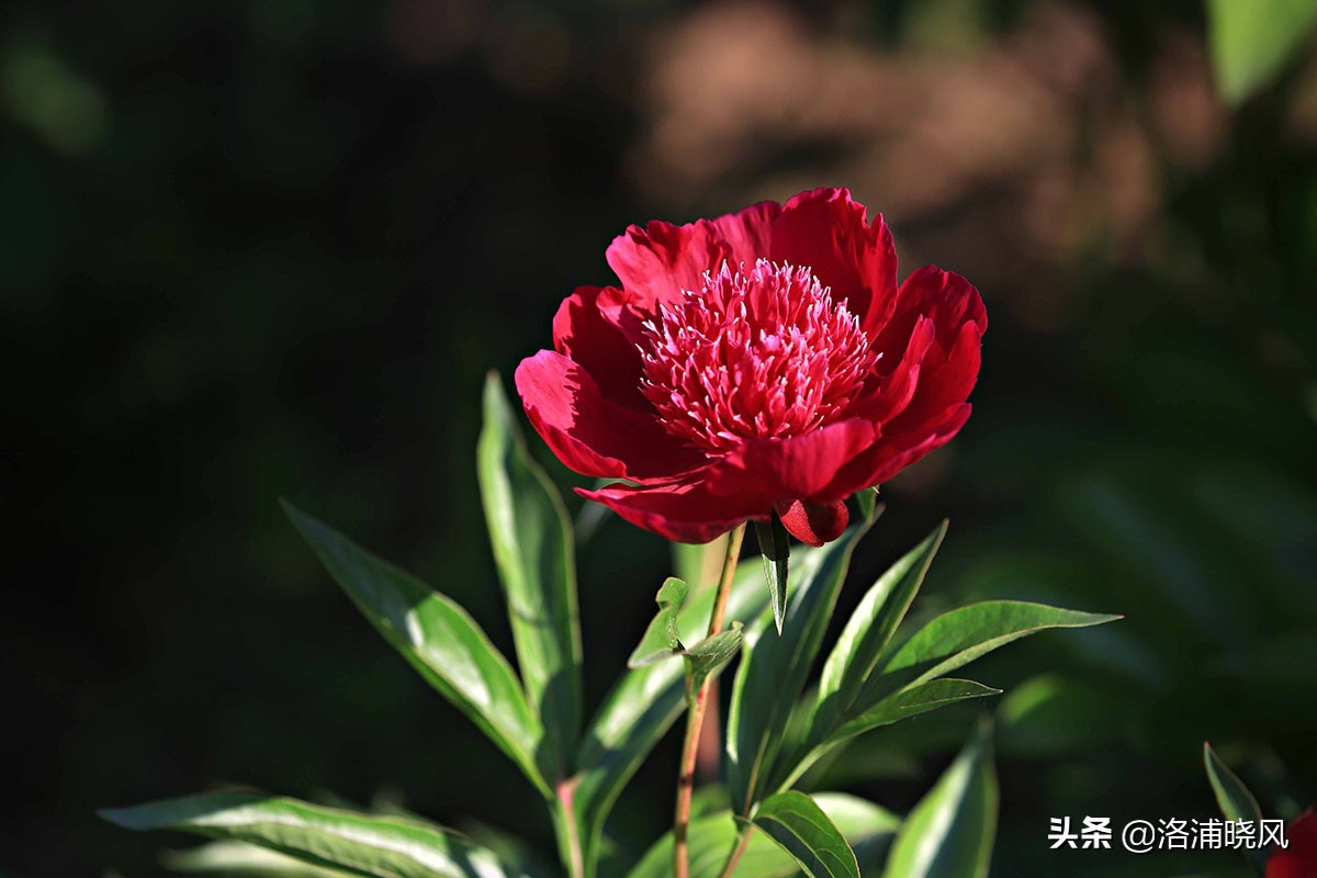 大院绿化的回忆——顺便看看院里的芍药定个究竟有多少种？