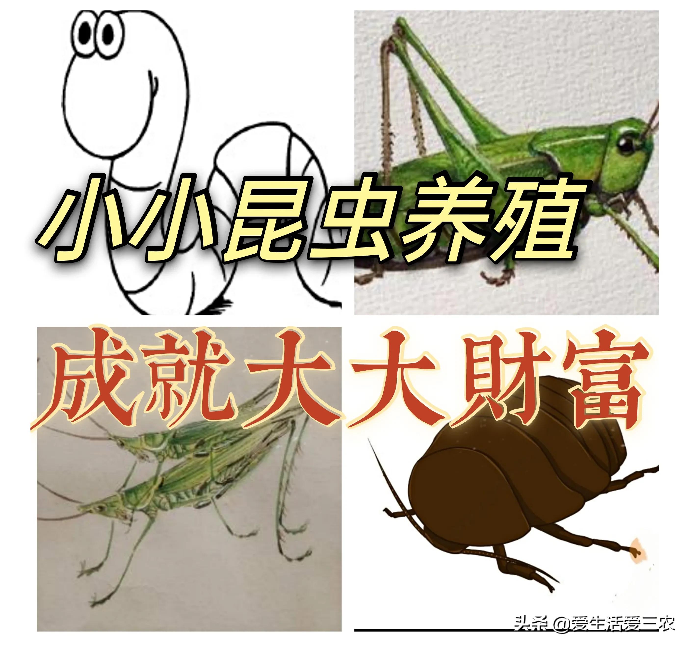 什么养殖最好养又不愁销路,养殖什么小虫最挣钱