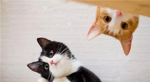 怎么去除猫咪的尿味让它不乱尿,猫咪乱尿到底是什么原因