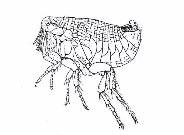 狗狗身上的跳蚤怎么去除最快方法,狗狗驱虫了为啥还是有跳蚤