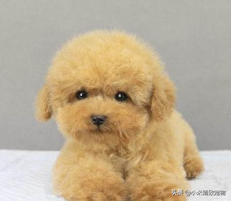 邻居家狗,邻居家的泰迪总吓到我